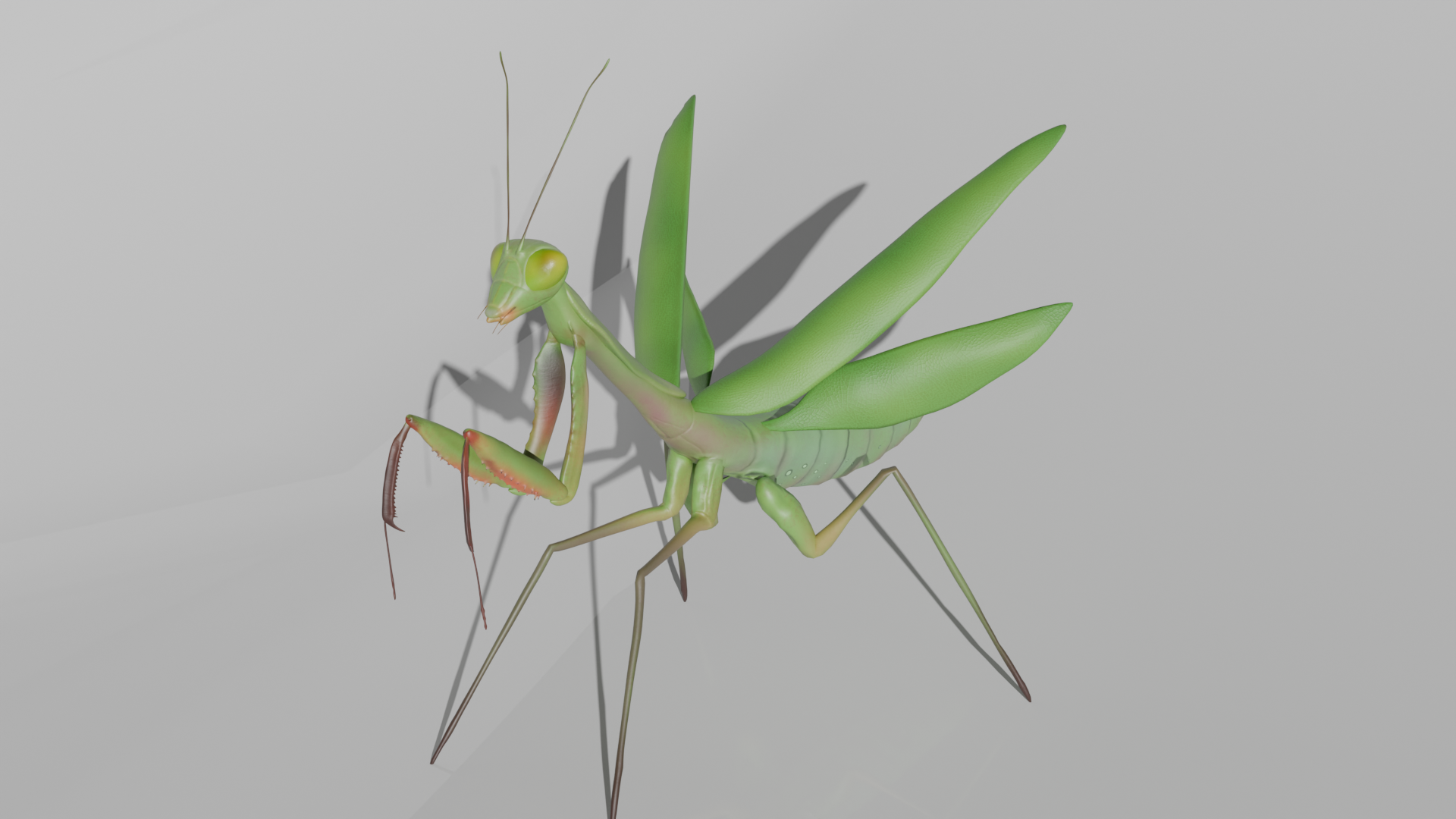 Giant Rainforest Mantis