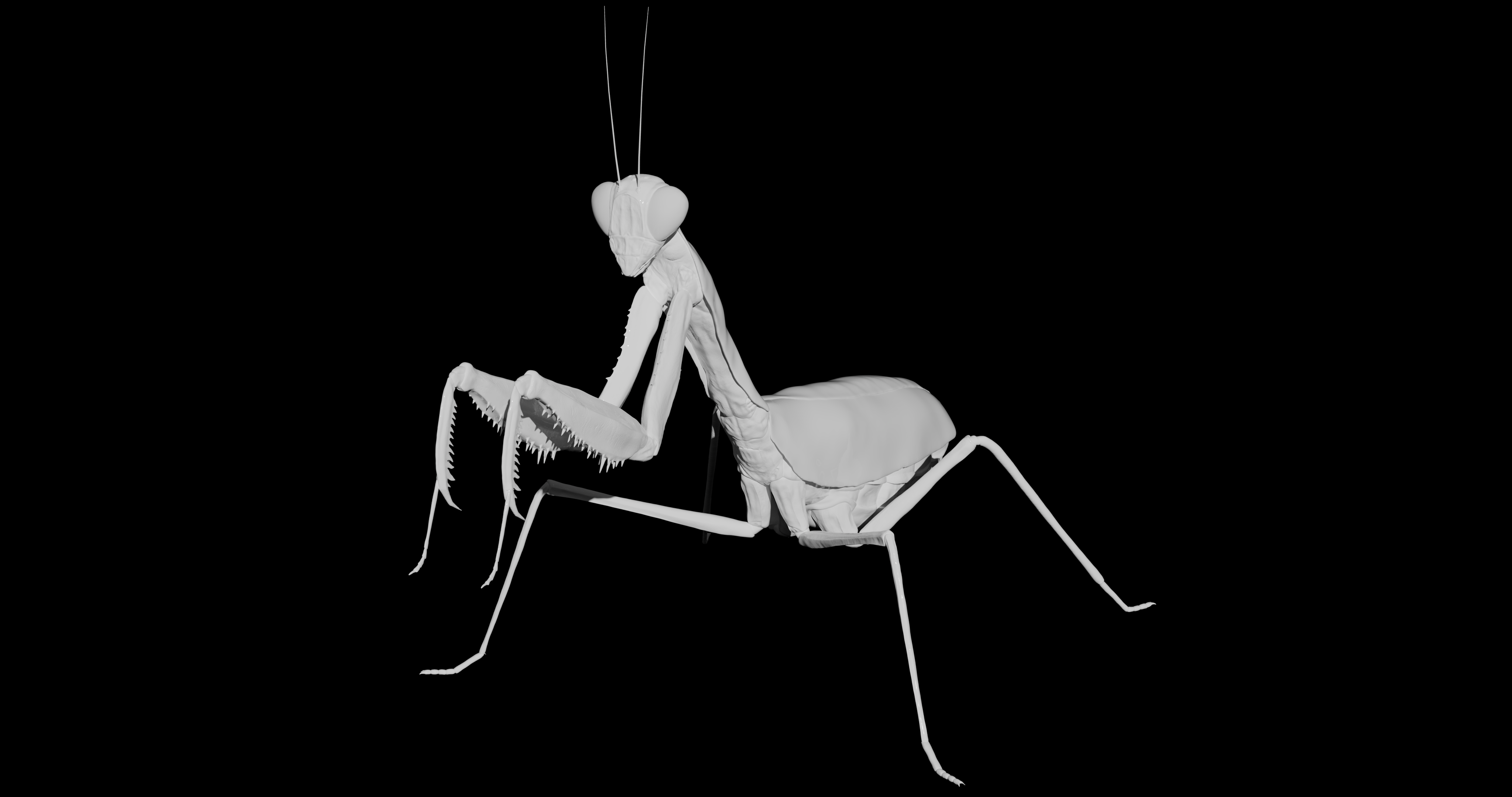 Giant Rainforest Mantis